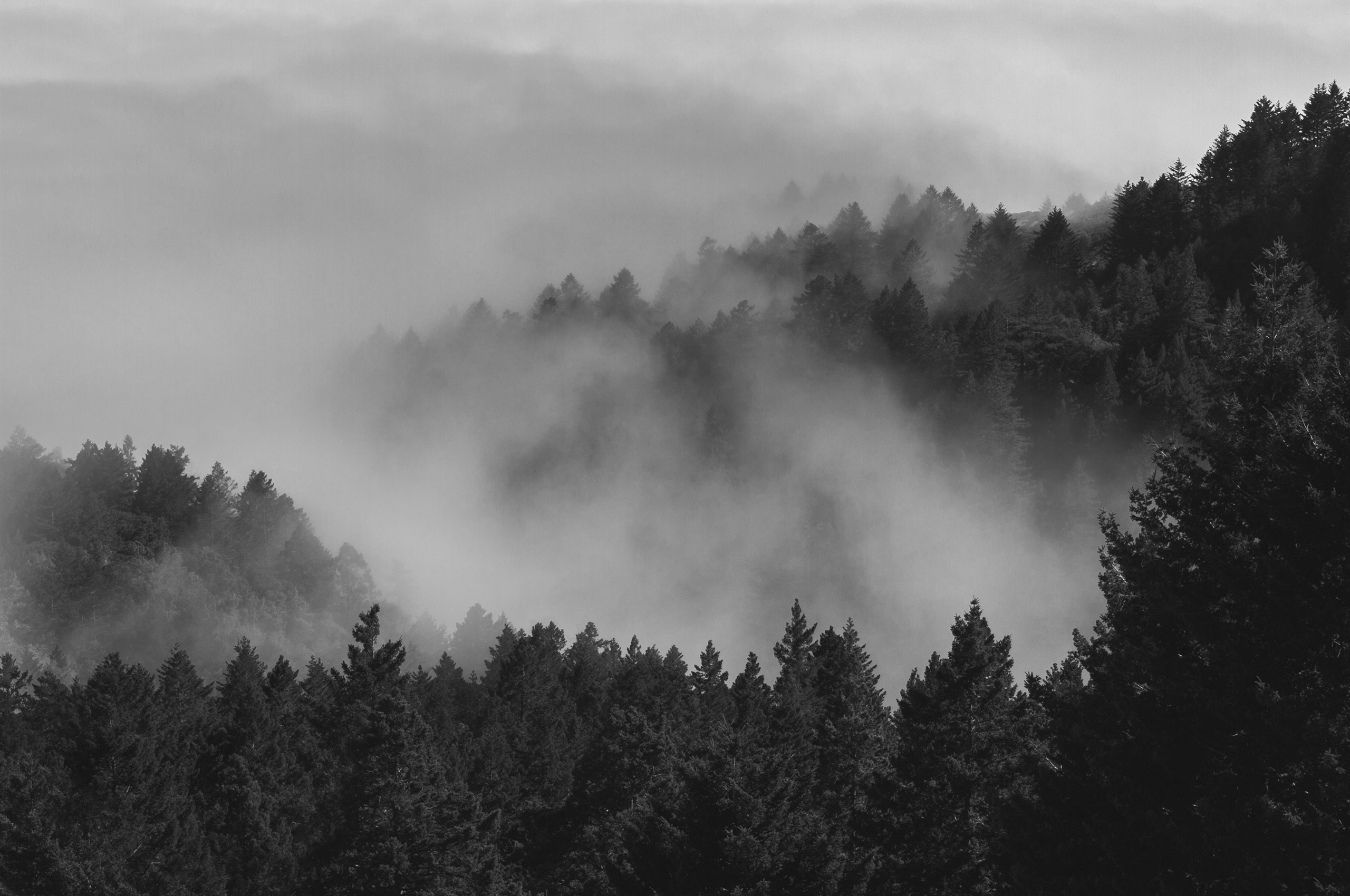 Fog flowing over a hilly forest