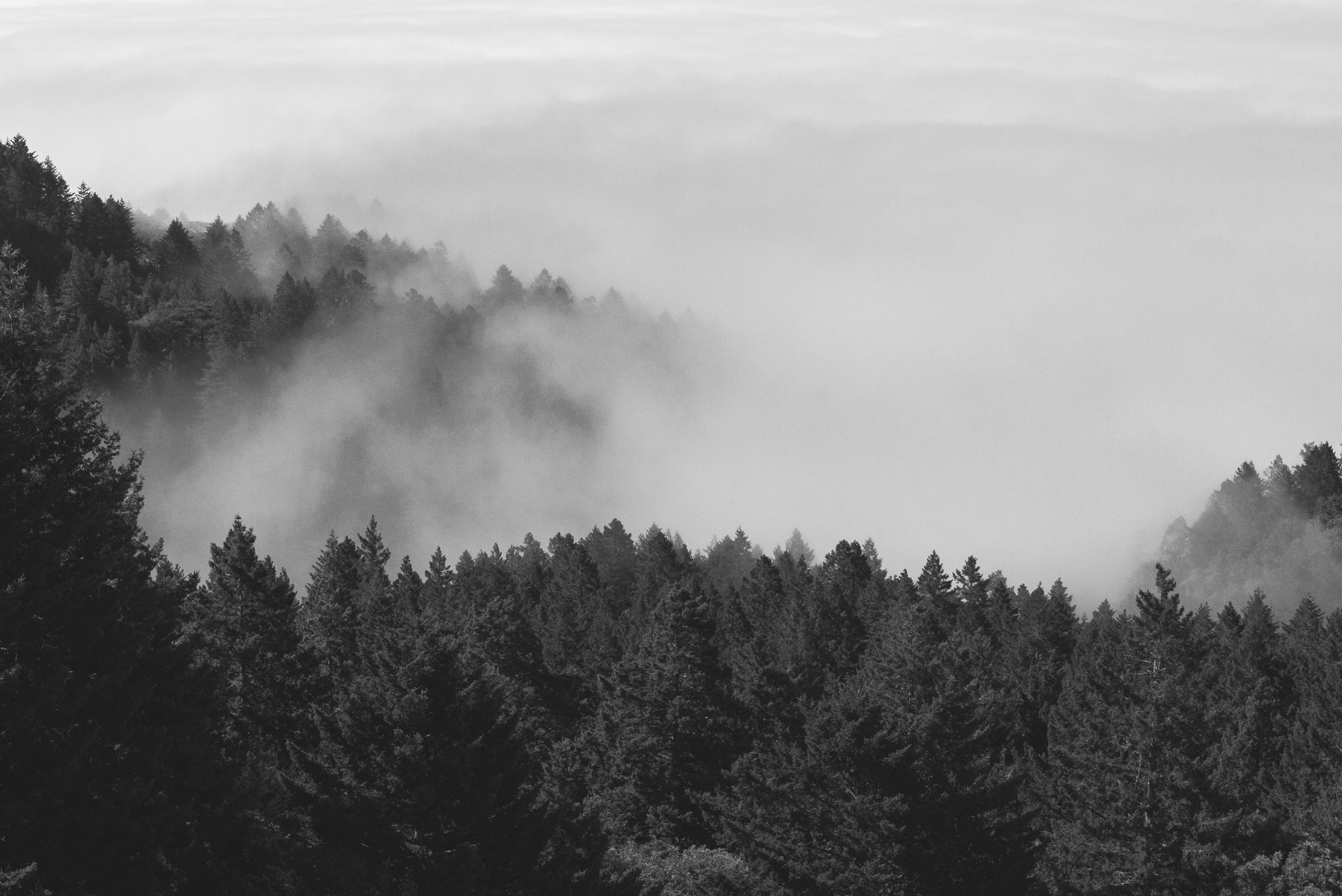 Fog flowing over a hilly forest